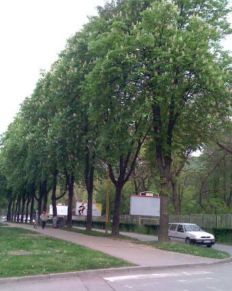 Kesteni prije